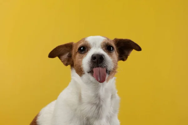 Pies z językiem na wierzchu. Jack Russell Terrier na żółtym tle. Pet w studio. — Zdjęcie stockowe