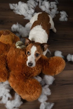 Kötü köpek. Jack Russell Terrier kusuyor, yumuşak bir oyuncağı bozuyor. Evcil hayvan eğitiyor.