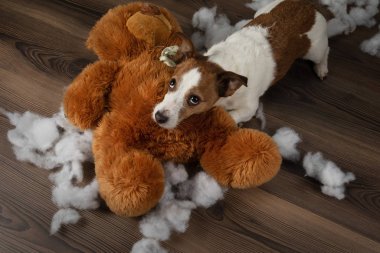 Kötü köpek. Jack Russell Terrier kusuyor, yumuşak bir oyuncağı bozuyor. Evcil hayvan eğitiyor.