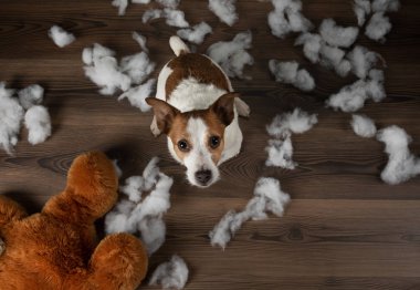 Kötü köpek. Jack Russell Terrier kusuyor, yumuşak bir oyuncağı bozuyor. Evcil hayvan eğitiyor.