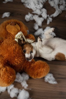 Kötü köpek. Jack Russell Terrier kusuyor, yumuşak bir oyuncağı bozuyor. Evcil hayvan eğitiyor.