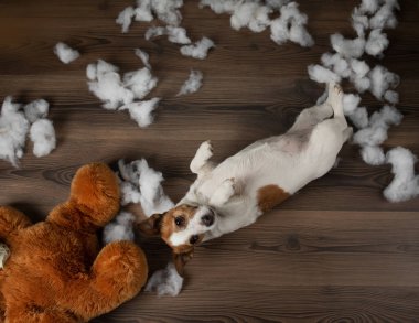 Kötü köpek. Jack Russell Terrier kusuyor, yumuşak bir oyuncağı bozuyor. Evcil hayvan eğitiyor.