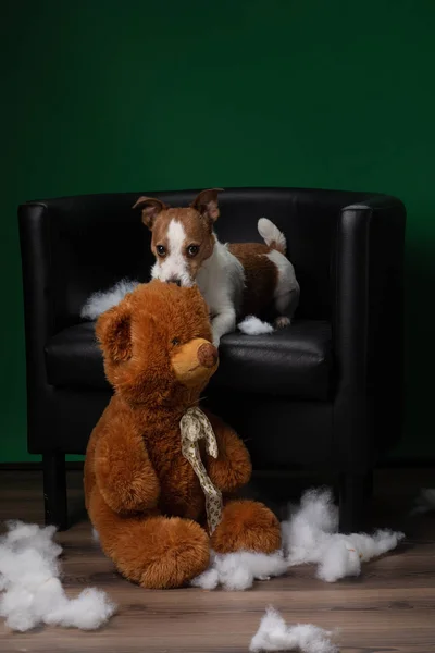 Cão mau. Jack Russell Terrier vomita, estraga um brinquedo macio. Educar animal de estimação . — Fotografia de Stock