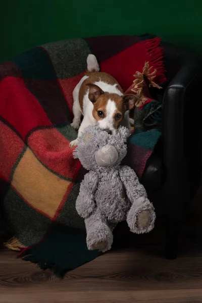 Zły pies. Jack Russell Terrier wymiotuje, psuje zabawkę. Kształcenie zwierząt domowych. — Zdjęcie stockowe