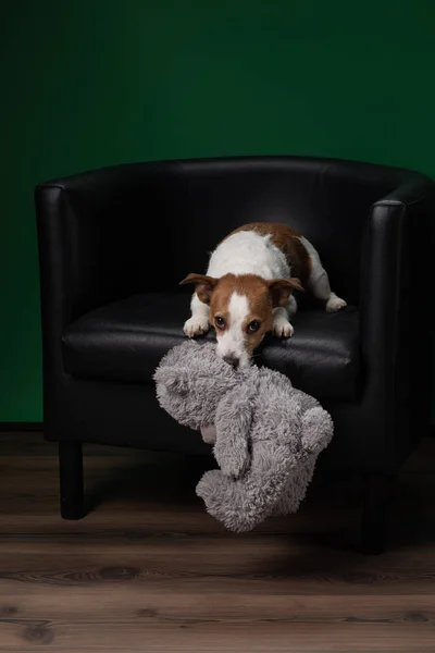 Kötü köpek. Jack Russell Terrier kusuyor, yumuşak bir oyuncağı bozuyor. Evcil hayvan eğitiyor. — Stok fotoğraf