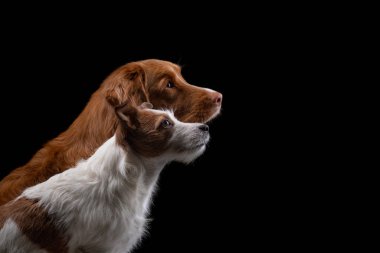 Stüdyoda siyah arka planda iki köpeğin portresi. Nova Scotia Duck Retriever ve Jack Russell Terrier.