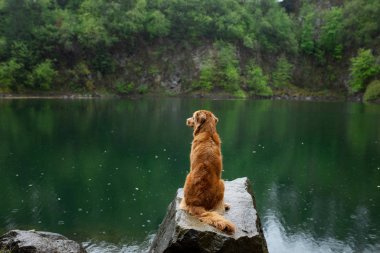 Göl kıyısındaki taşın üzerindeki köpek. Doğadaki Nova Scotia Duck Tolling Retriever. Evcil hayvan..