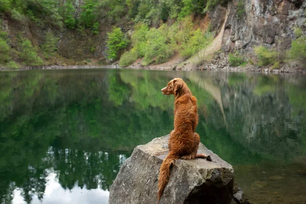 Hund am See auf dem Stein. nova scotia duck mautpflichtiger Retriever in der Natur. Haustier für einen Spaziergang. — Stockfoto