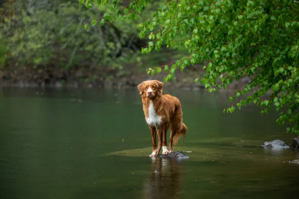 Göl kıyısındaki taşın üzerindeki köpek. Doğadaki Nova Scotia Duck Tolling Retriever. Evcil hayvan..