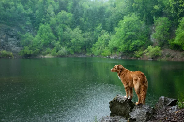 Hund på sjön på stenen. Nova Scotia Duck Tolling Retriever i naturen. Sällskapsdjur på promenad. — Stockfoto