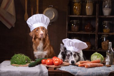 Mutfakta iki köpek birlikte yemek hazırlıyorlar. Nova Scotia Duck Tolling Retrieverr ve Sınır Collie. çiğ gıda diyeti