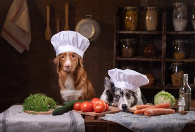 Mutfakta iki köpek birlikte yemek hazırlıyorlar. Nova Scotia Duck Tolling Retrieverr ve Sınır Collie. çiğ gıda diyeti