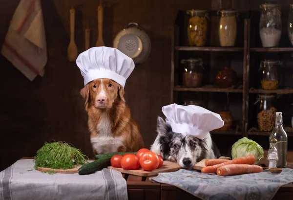 Deux chiens ensemble dans la cuisine préparent la nourriture. Nova Scotia Duck Tolling Retrieverr et Border Collie. alimentation crue — Photo