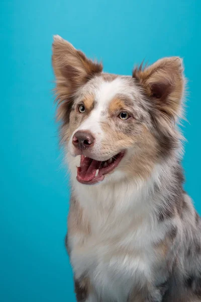 Perro sobre un fondo azul. Feliz mascota en el estudio. Frontera Collie —  Fotos de Stock