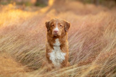 Islak köpek çimlerde. Yağmurda evcil hayvan. Nova Scotia Duck Tolling Retriever doğada