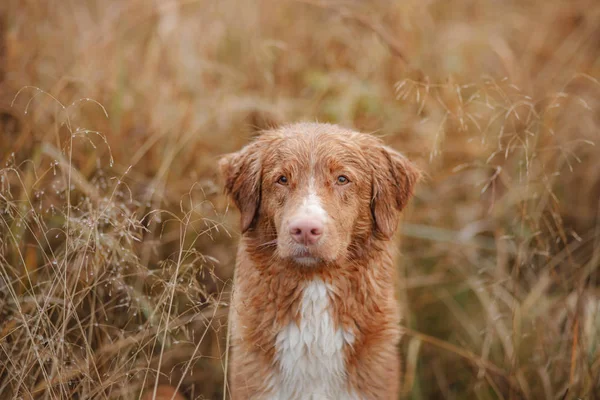 草の中のぬれた犬雨の中でペット。ノバスコシアダックは自然の中で取得します — ストック写真