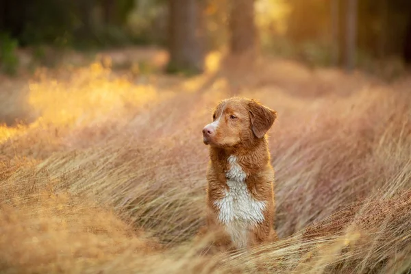 Cão molhado na grama. Animal de estimação à chuva. Nova Scotia Duck Tolling Retriever na natureza — Fotografia de Stock