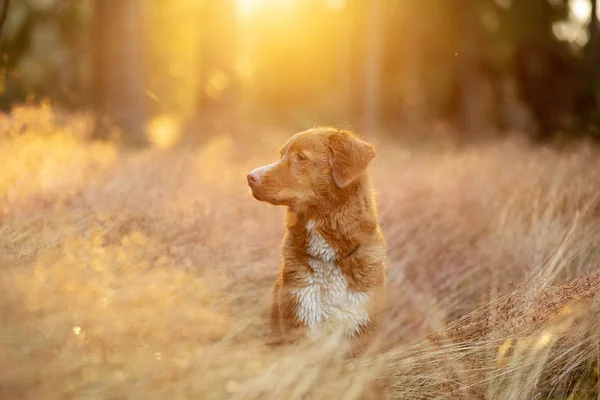 Cão molhado na grama. Animal de estimação à chuva. Nova Scotia Duck Tolling Retriever na natureza — Fotografia de Stock