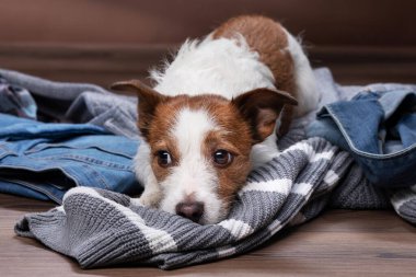 Köpekler evdeki dağınık kıyafetlerin üzerine yatarlar. Evcil hayvanlar tatile gidiyor. Tatlı Jack Russell Terrier içeride