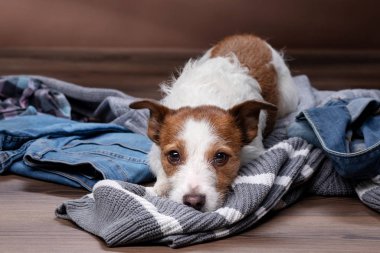 Köpekler evdeki dağınık kıyafetlerin üzerine yatarlar. Evcil hayvanlar tatile gidiyor. Tatlı Jack Russell Terrier içeride