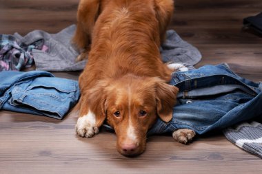 Köpekler evdeki dağınık kıyafetlerin üzerine yatarlar. Evcil hayvanlar tatile gidiyor. Nova Scotia Duck Tolling Retriever içerde