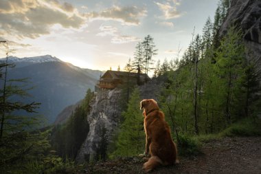 Dağlardaki köpek, doğada. Evcil hayvanla bir gezi, tatil. Nova Scotia Duck Tolling Retriever