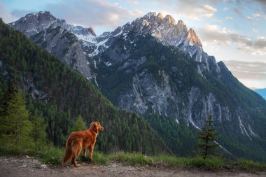 Dağlardaki köpek, doğada. Evcil hayvanla bir gezi, tatil. Nova Scotia Duck Tolling Retriever