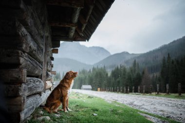 Dağlardaki köpek, doğada. Evcil hayvanla bir gezi, tatil. Nova Scotia Duck Tolling Retriever