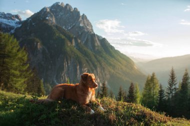 Dağlardaki köpek, doğada. Evcil hayvanla bir gezi, tatil. Nova Scotia Duck Tolling Retriever