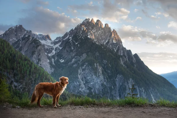 Dağlardaki köpek, doğada. Evcil hayvanla bir gezi, tatil. Nova Scotia Duck Tolling Retriever