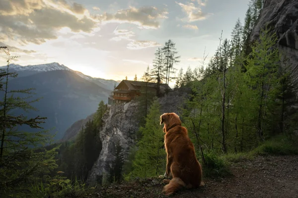 Perro en las montañas, en la naturaleza. Un viaje con una mascota, vacaciones. Retriever de peaje de pato de Nueva Escocia —  Fotos de Stock