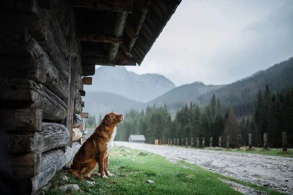 Cão nas montanhas, na natureza. Uma viagem com um animal de estimação, férias. Nova Escócia Duck Tolling Retriever — Fotografia de Stock