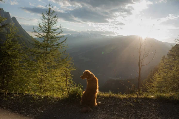 Kutya a hegyekben, a természetben. Kirándulás egy háziállattal, nyaralás. Új-Skócia Duck Tolling retriever — Stock Fotó