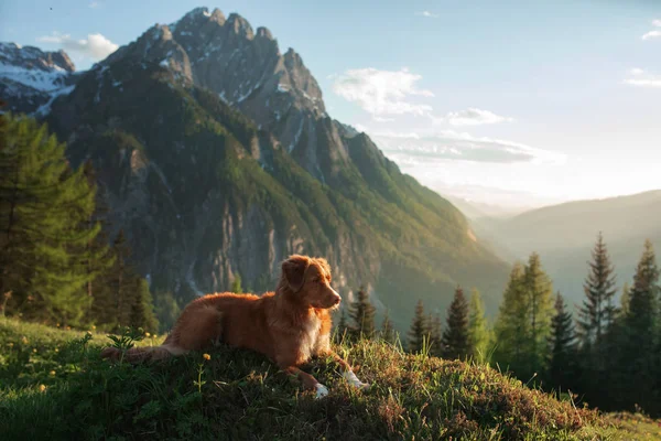 Dog in the mountains, in nature. A trip with a pet, vacation. Nova Scotia Duck Tolling Retriever — Stock Photo, Image
