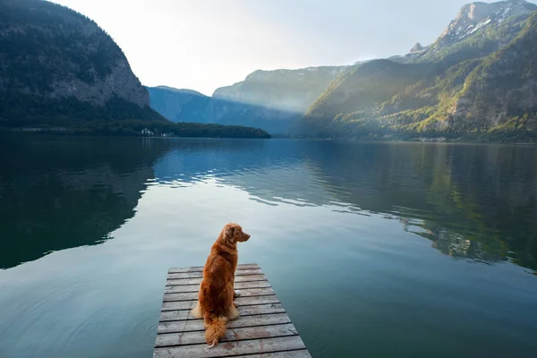 Cão em uma viagem. Nova Escócia retriever por um lago de montanha em uma ponte de madeira. Uma viagem com um animal de estimação à natureza — Fotografia de Stock