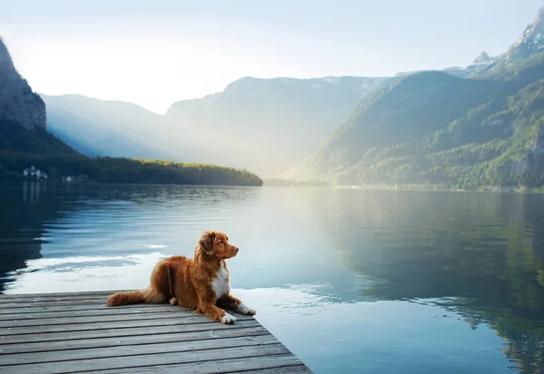 Pies w podróży. Nova Scotia retriever przy górskim jeziorze na drewnianym moście. Wycieczka ze zwierzątkiem do natury — Zdjęcie stockowe