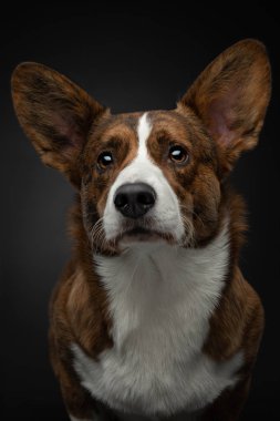 Karanlık bir arka planda bir köpeğin portresi. Galli Corgi Pembroke stüdyoda.