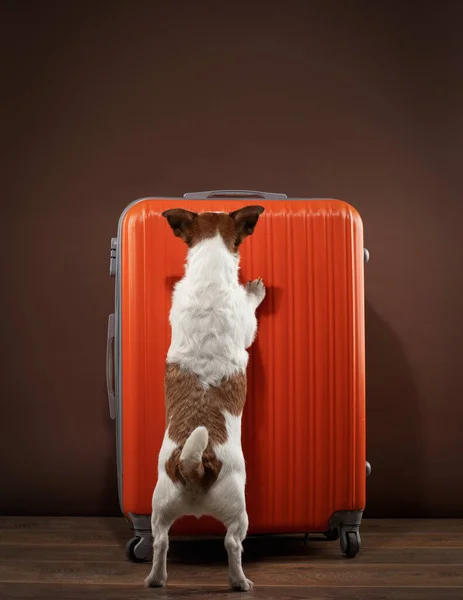 Koira punaisella matkalaukulla. Matkustat lemmikin kanssa. Jack Russell terrieri kotona — kuvapankkivalokuva