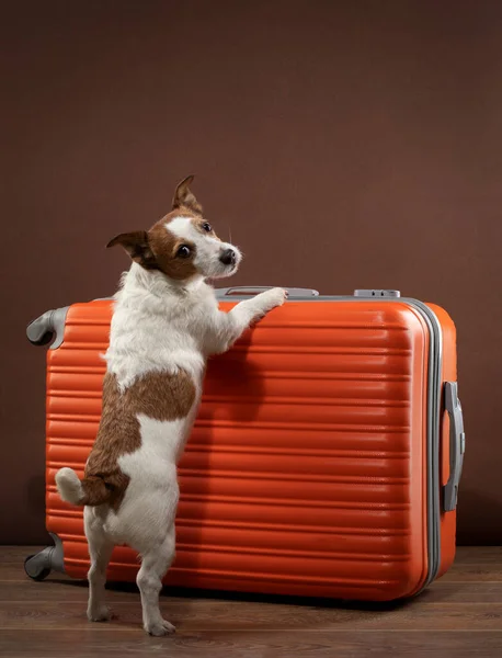 Собака с красным чемоданом. Путешествует с домашним животным. Джек Рассел Терьер дома — стоковое фото