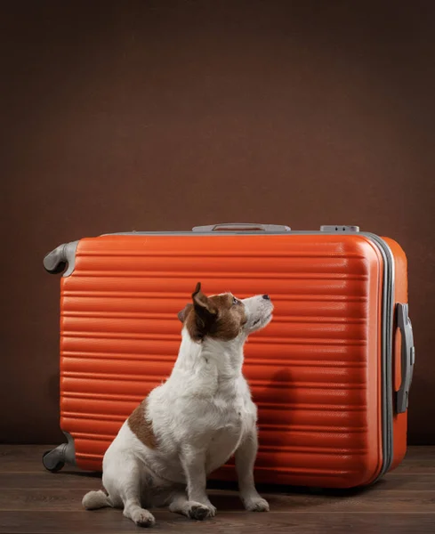 Hund med en röd resväska. Reser med ett husdjur. Jack Russell Terrier hemma — Stockfoto