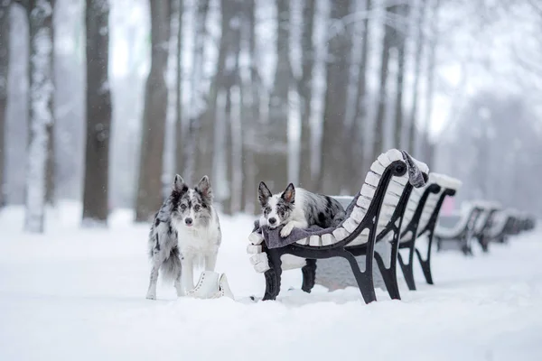 Kışın parkta bir bankta iki köpek. Collie Sınırı Birlikte Dışarıda Karda — Stok fotoğraf