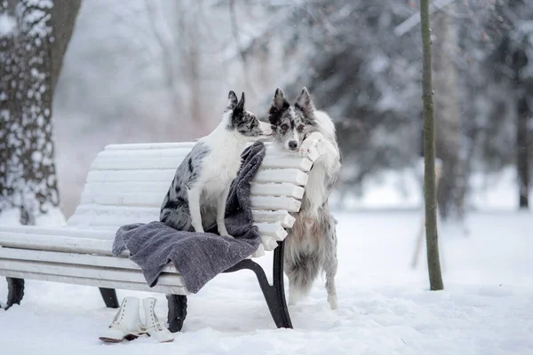 Kışın parkta bir bankta iki köpek. Collie Sınırı Birlikte Dışarıda Karda — Stok fotoğraf