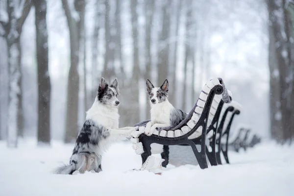 Dos perros en un banco del parque en invierno. Frontera Collie juntos al aire libre en la nieve — Foto de Stock