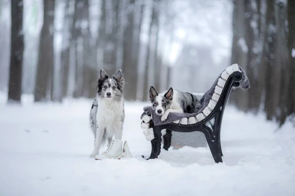 Two dogs on a park bench in winter. Border Collie Together Outdoors in the Snow — Stock Photo, Image