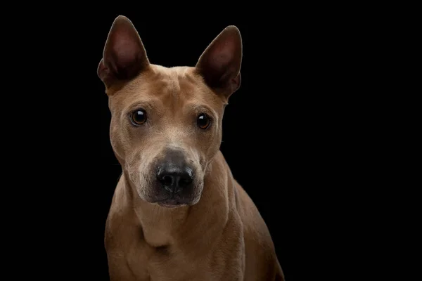 Chien ridgeback thaï sur fond noir. Portrait de chien en studio — Photo