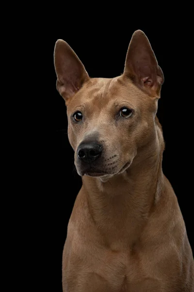 Cão ridgeback tailandês em um fundo preto. Retrato de um cão no estúdio — Fotografia de Stock