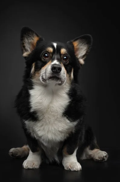 Πορτρέτο σκύλου σε σκούρο φόντο. Welsh Corgi Pembroke στο στούντιο — Φωτογραφία Αρχείου