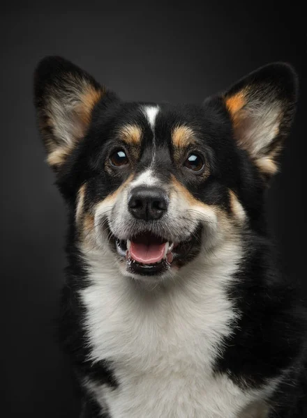 Retrato de un perro sobre un fondo oscuro. Galés Corgi Pembroke en el estudio —  Fotos de Stock