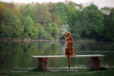 Köpek bankta oturur ve manzaraya bakar. Hayvanlı peyzaj.