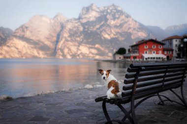 Köpek bankta oturur ve manzaraya bakar. Hayvanlı peyzaj.